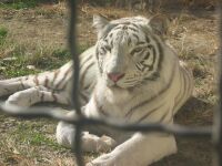 12_whitetiger.jpg