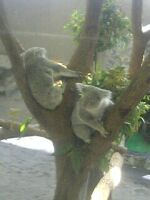 kanazawa_koala_03.jpg