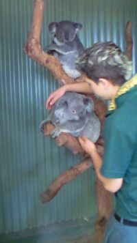 koala_01.jpg