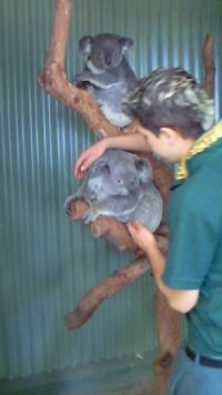 koala_01.jpg