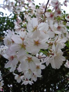 yotsuya-sakura_01.jpg