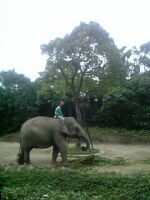 zoo_elephant_01.jpg