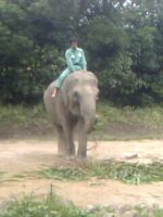 zoo_elephant_02.jpg
