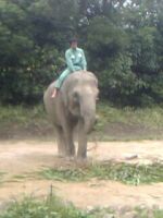 zoo_elephant_02.jpg