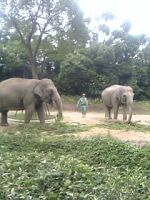 zoo_elephant_03.jpg