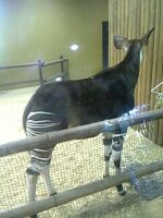 zoo_okapi.jpg